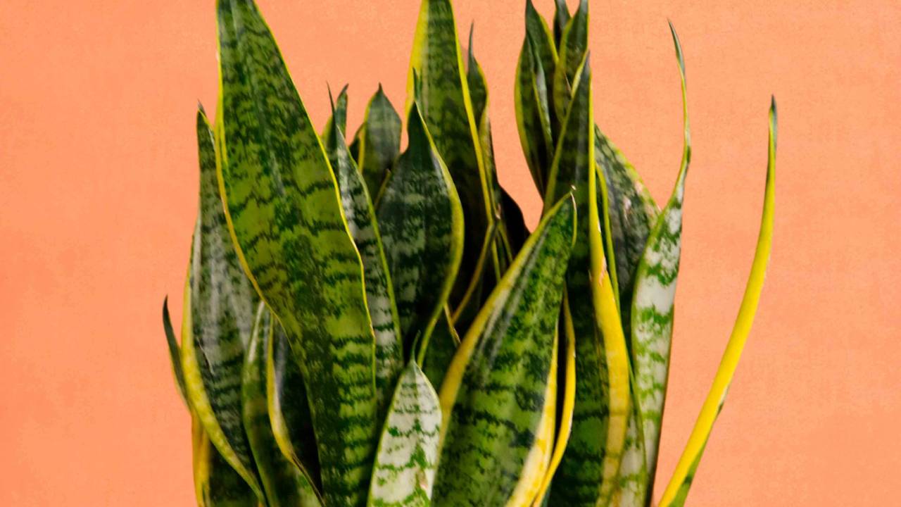 5 plantas que vão melhorar a energia da sua casa. Na foto, espada de são jorge.