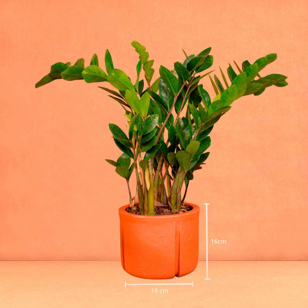 5 plantas que vão melhorar a energia da sua casa. Na foto, zamioculca.