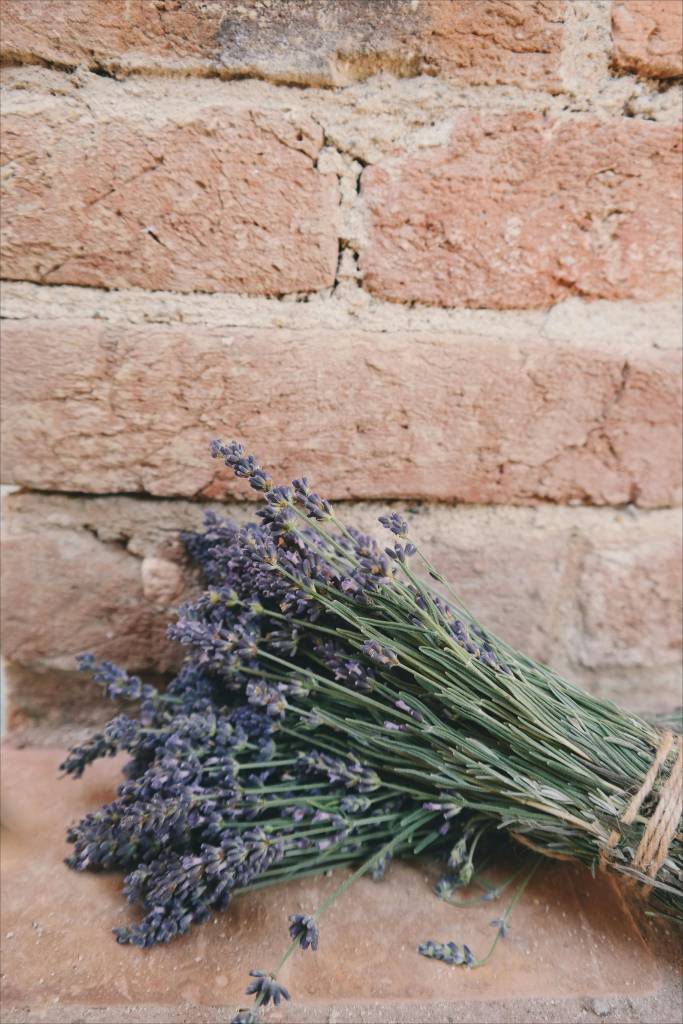 plantas-que-vao-melhorar-a-energia-da-sua-casa-pexels-01 5 plantas que vão melhorar a energia da sua casa. Na foto, lavanda.