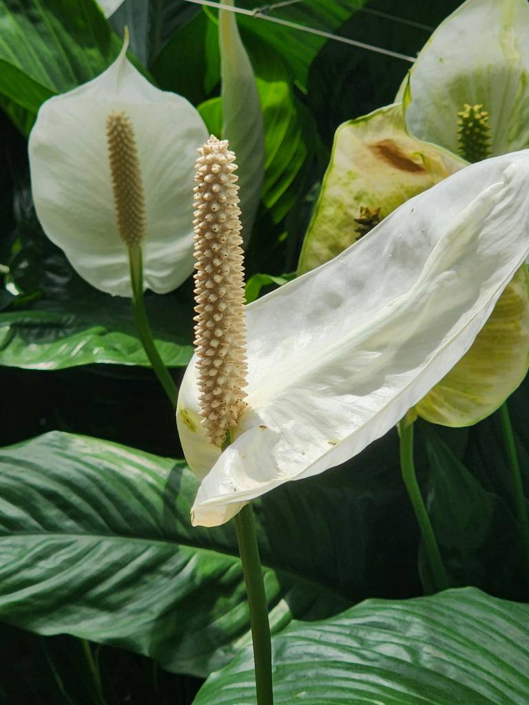 5 plantas que vão melhorar a energia da sua casa. Na foto, lírio da paz.