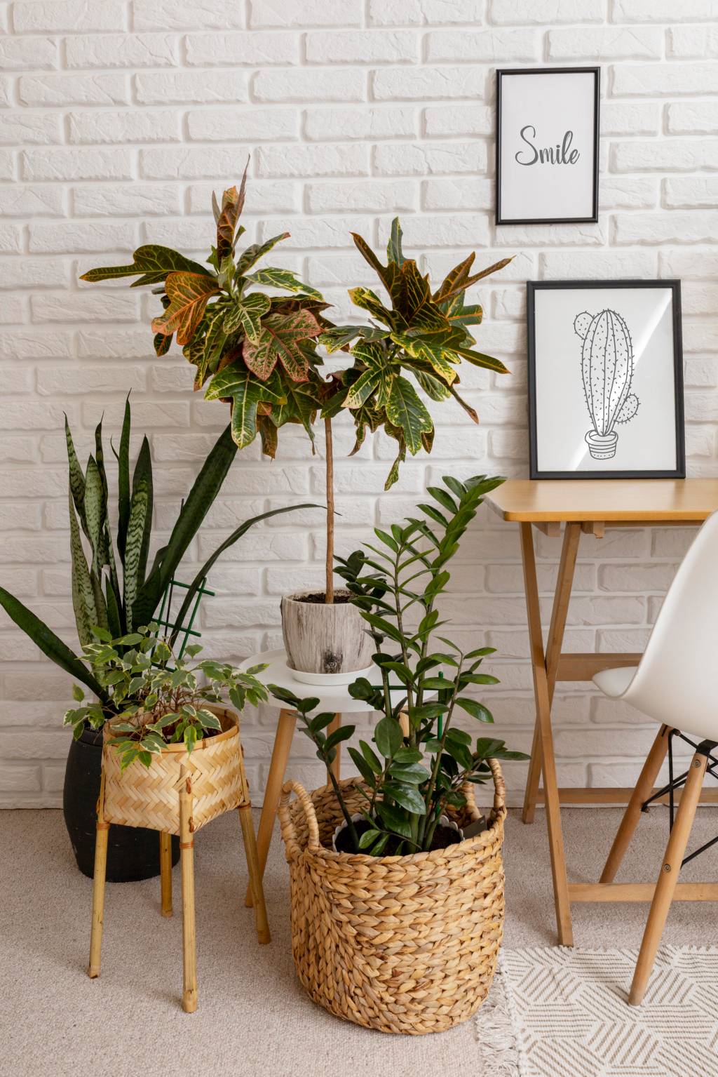 7 plantas para ter em apartamento sem erro