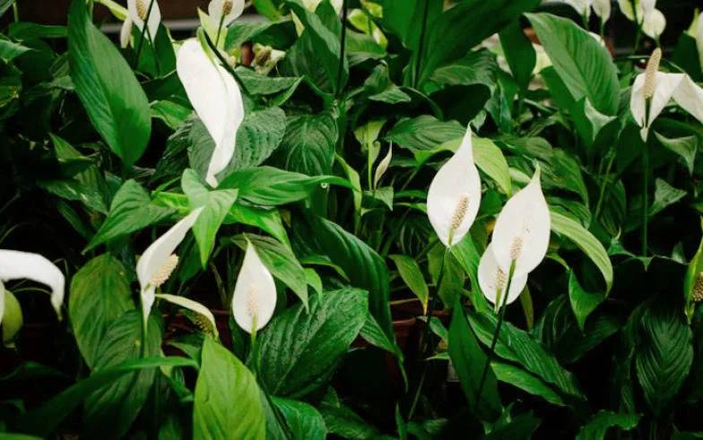Plantas para apartamentos com pouca luz. Na foto, lírio da paz