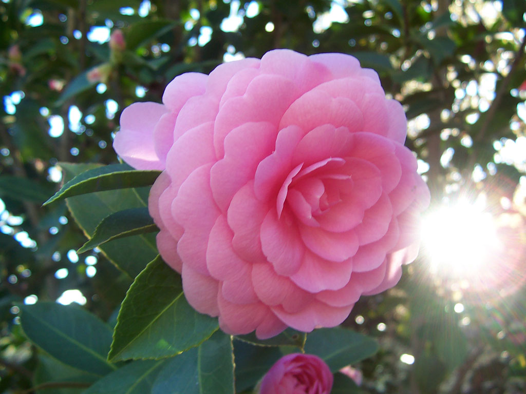Como cultivar camélias deslumbrantes
