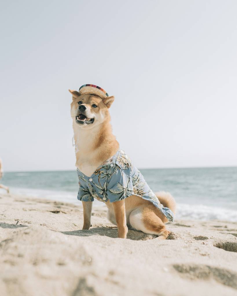 Dicas para manter os pets refrescados e saudáveis no verão