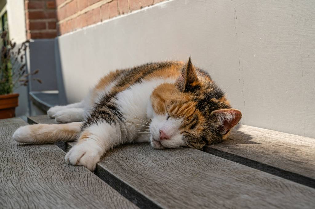 Dicas para manter os pets refrescados e saudáveis no verão
