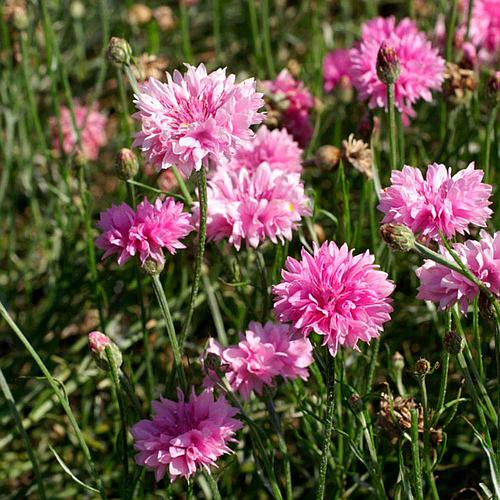 Centaurea Serenata