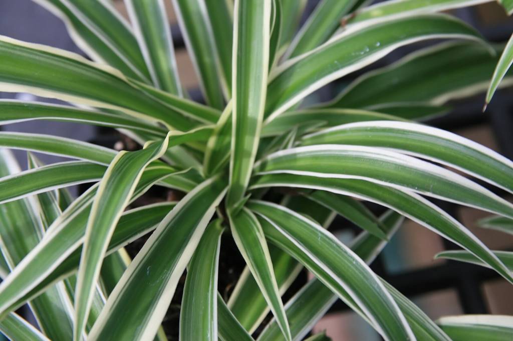 4 plantas que resistem à sua rotina agitada