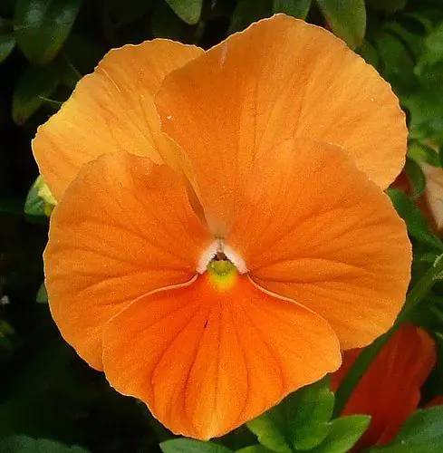 Amor-Perfeito-Suiço Gigante Laranja