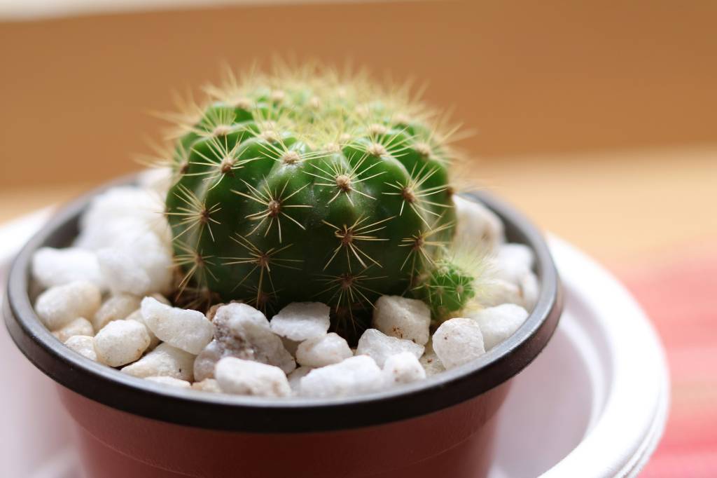 Minicactos: o toque de charme que faltava na sua decoração