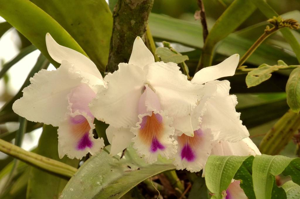 Guia Completo de Orquídeas Populares. Orquídea (Catleya sp.)