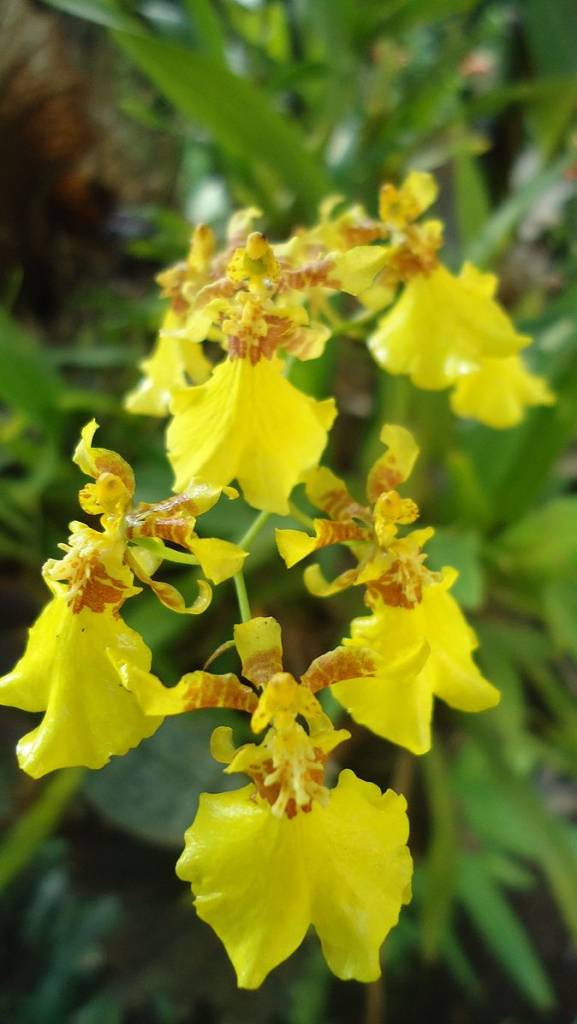 Guia Completo de Orquídeas Populares. Oncidium varicosum.
