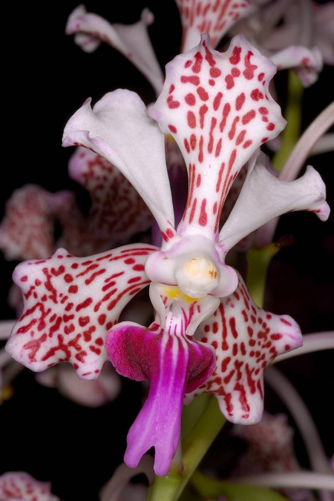 Guia Completo de Orquídeas Populares. Vanda tricolor