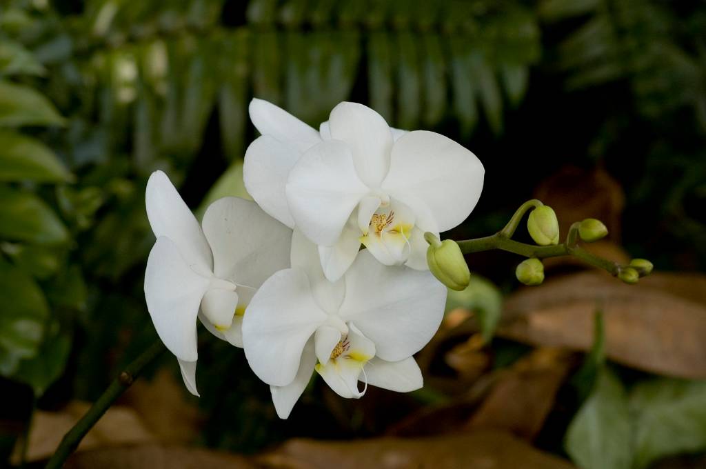 Guia Completo de Orquídeas Populares. Phalaenopsis