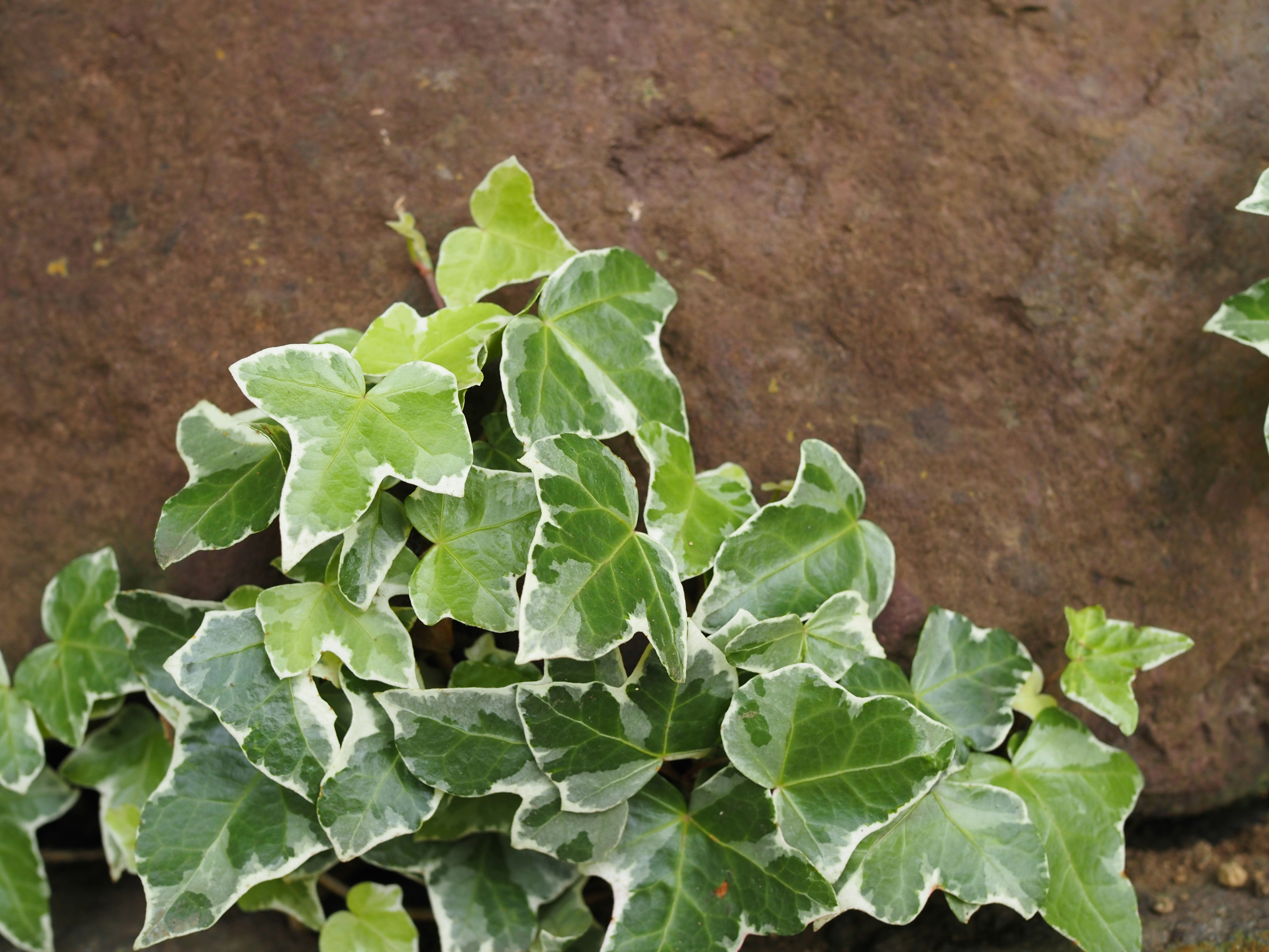 Como cultivar a planta hera na sua casa