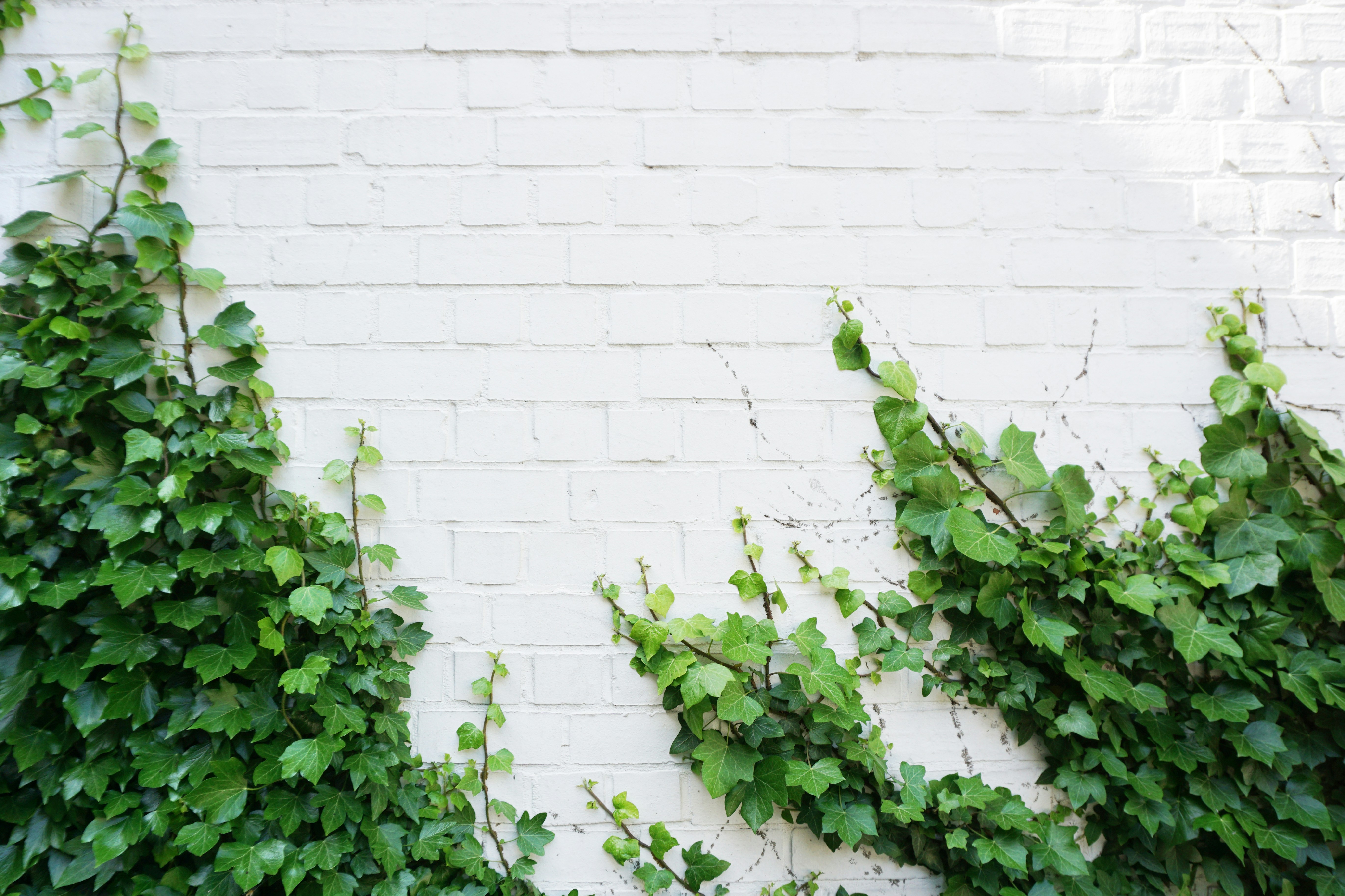 Como cultivar a planta hera na sua casa