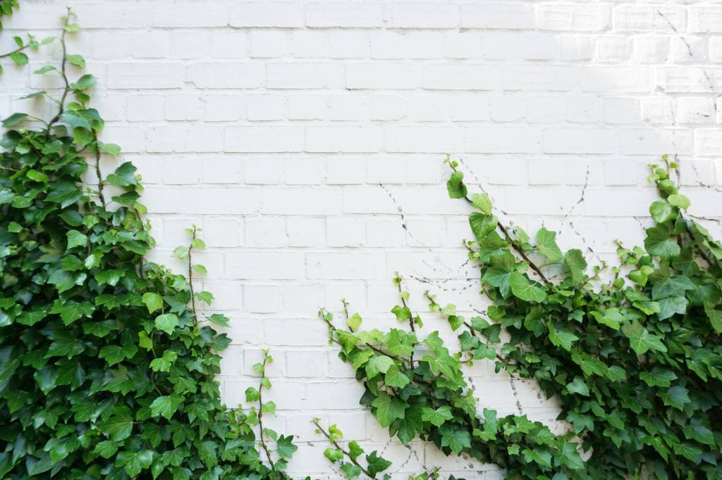 Como cultivar a planta hera na sua casa