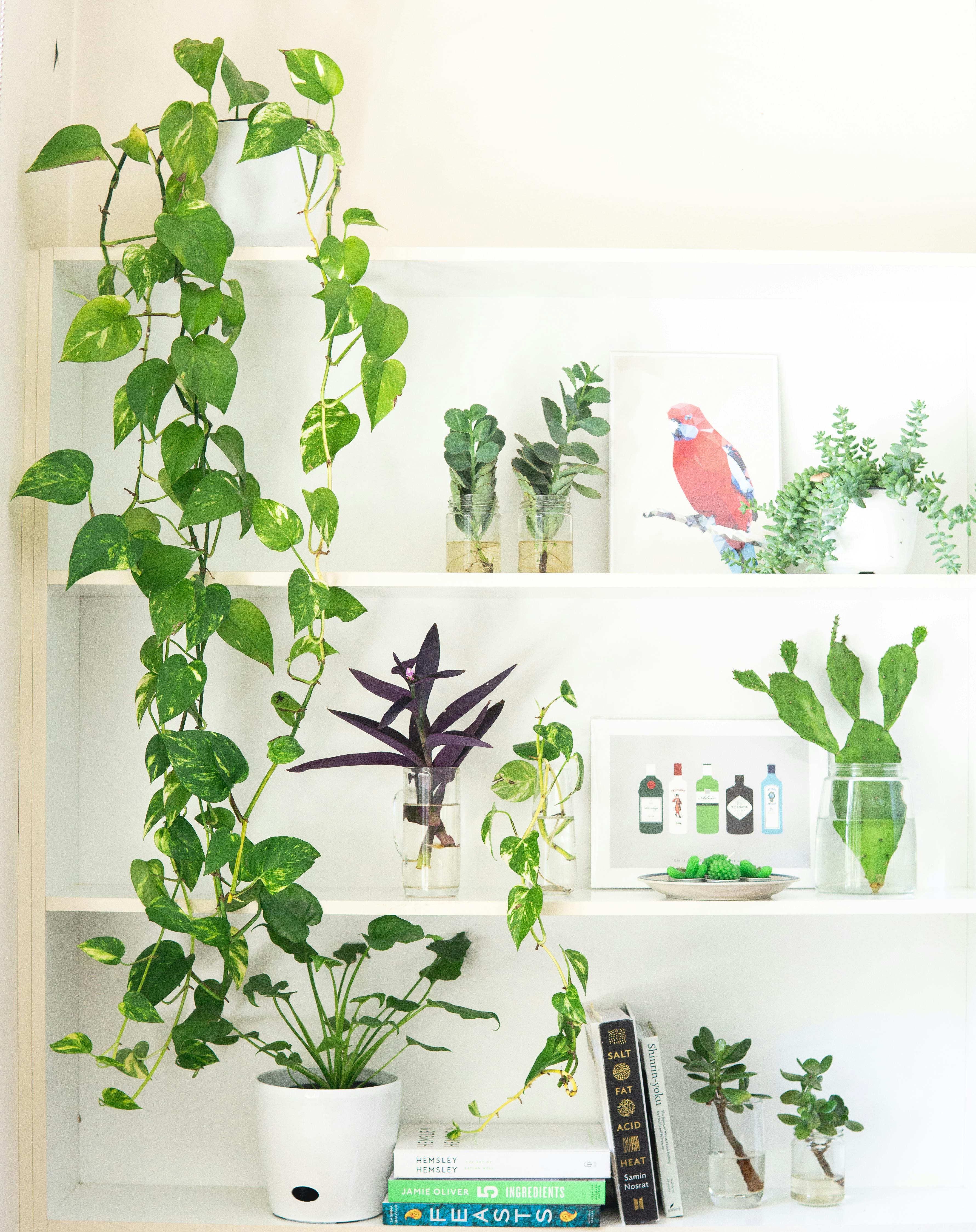 Como cultivar a planta hera na sua casa