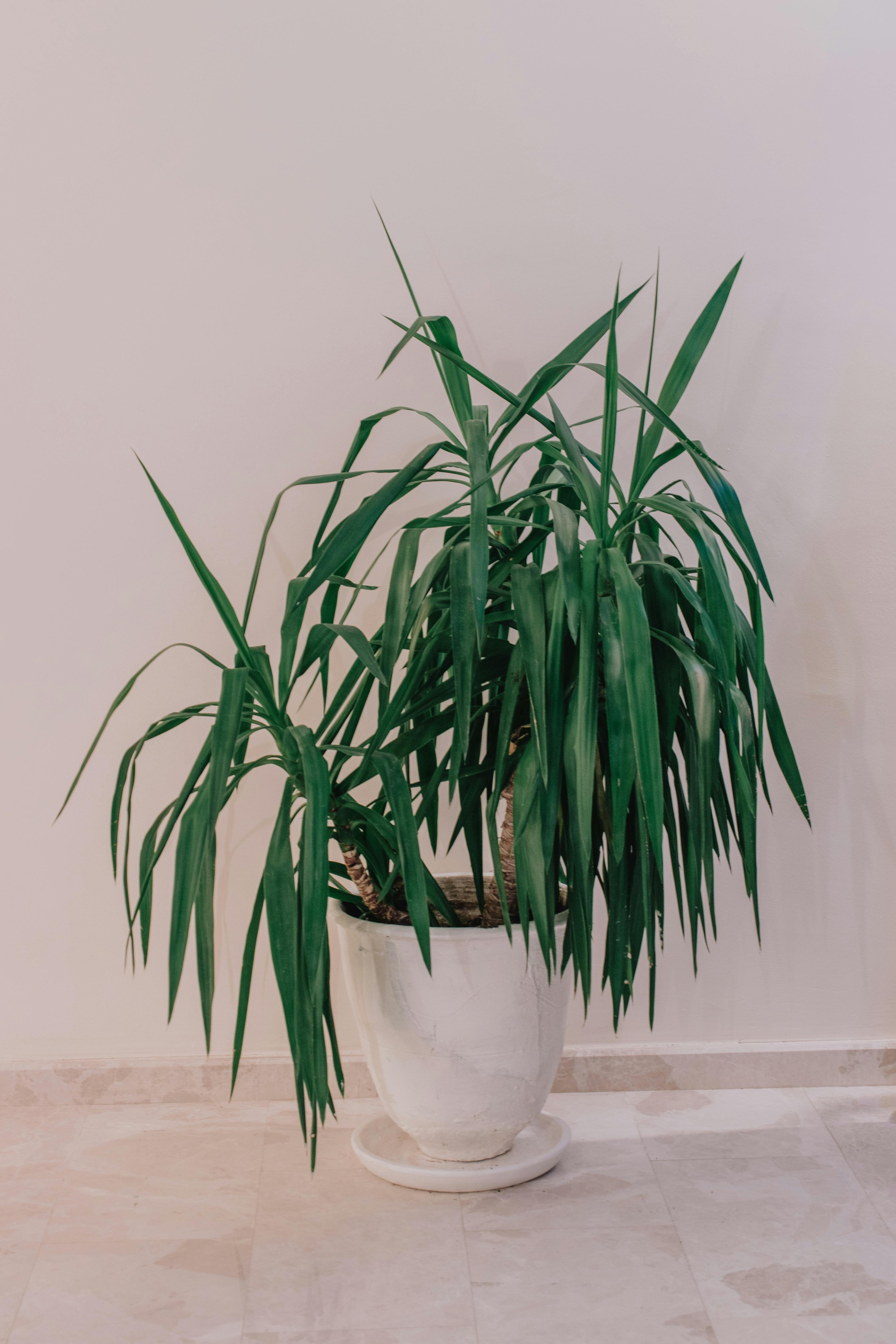 Planta dracena: saiba como cultivar