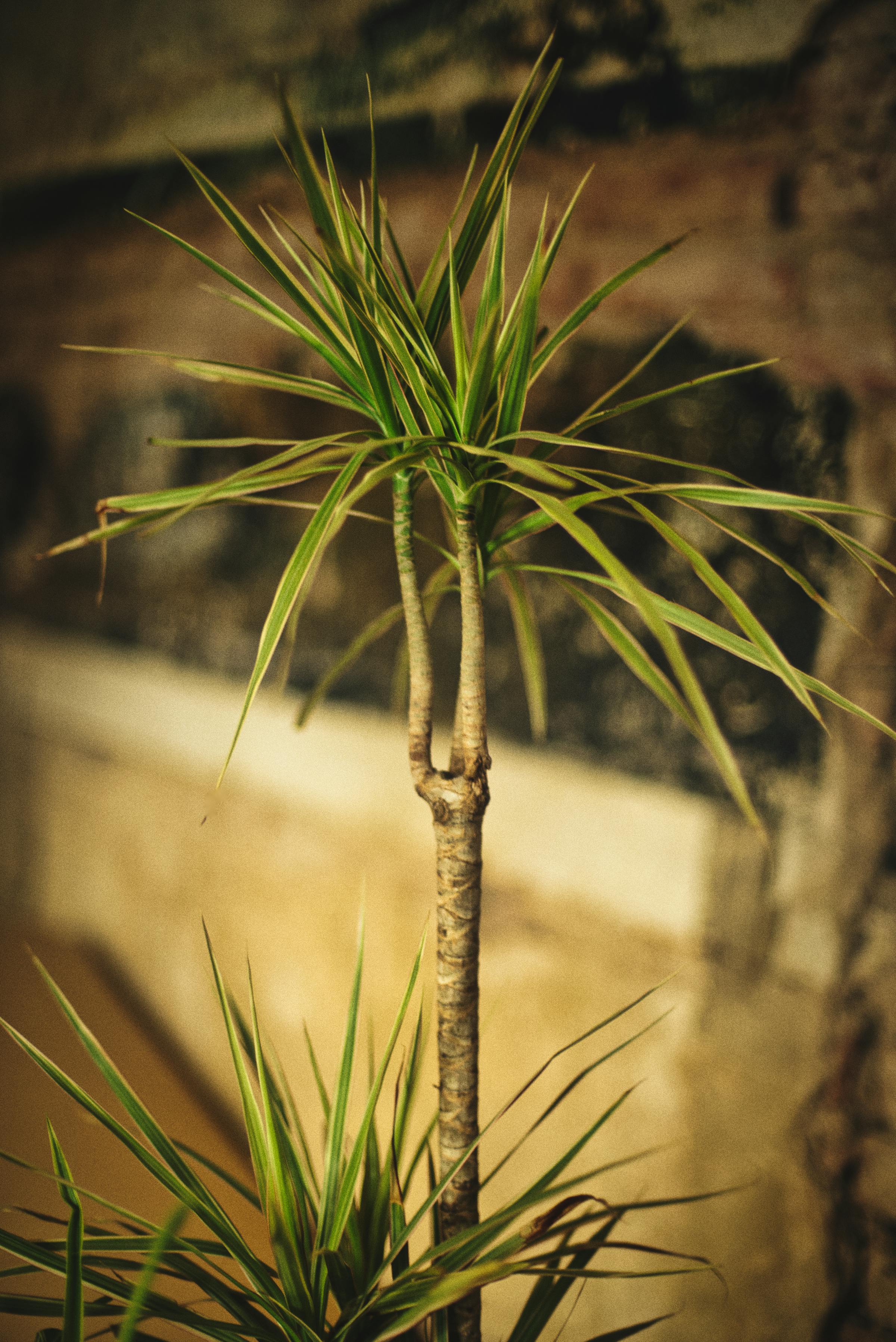 Planta dracena: saiba como cultivar