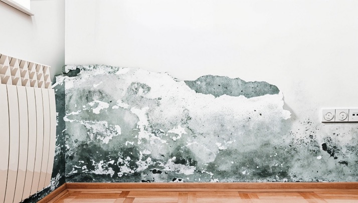 Paredes livres de mofo: dicas de pintura e prevenção 