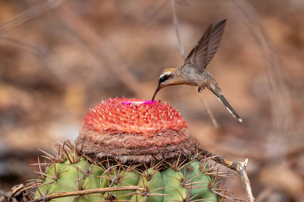 Você conhece o cacto careca?