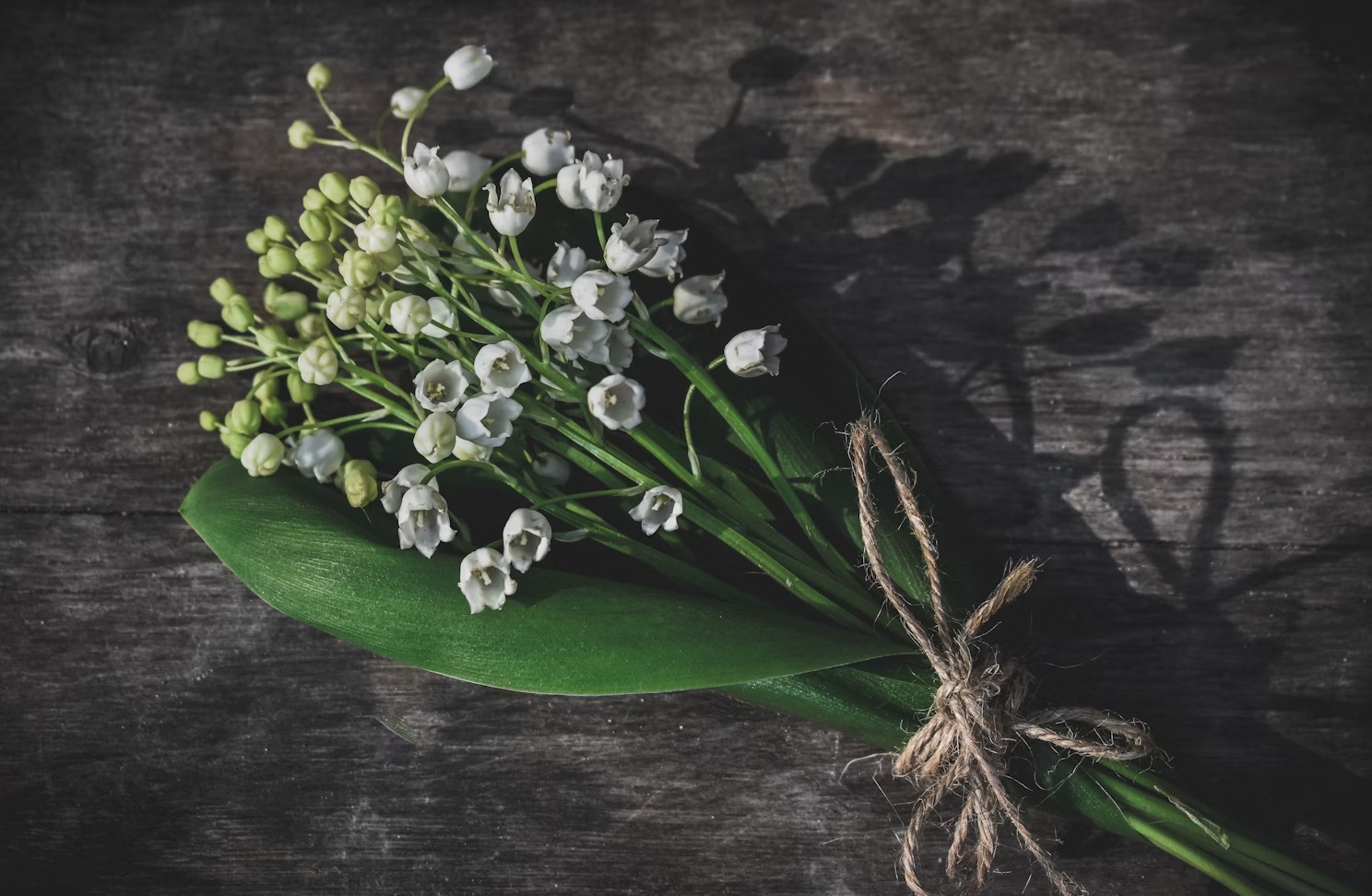 Dia das Mães: descubra quais são as flores populares pelo mundo para presentear