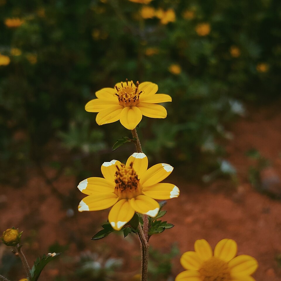 Dia das Mães: descubra quais são as flores populares pelo mundo para presentear