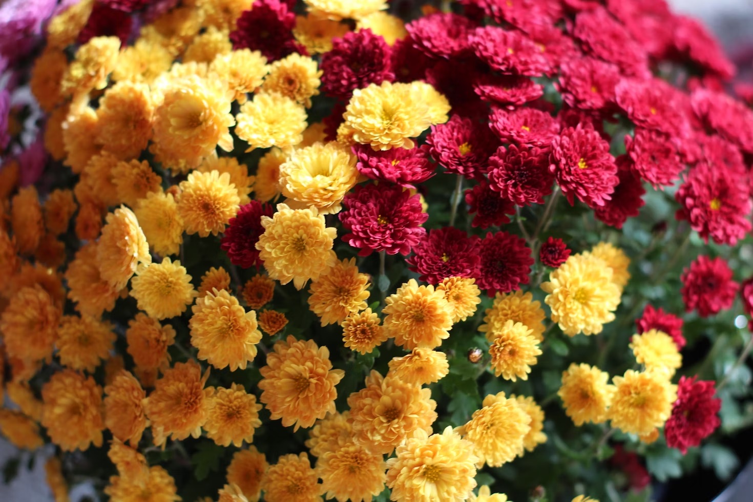 Dia das Mães: descubra quais são as flores populares pelo mundo para presentear