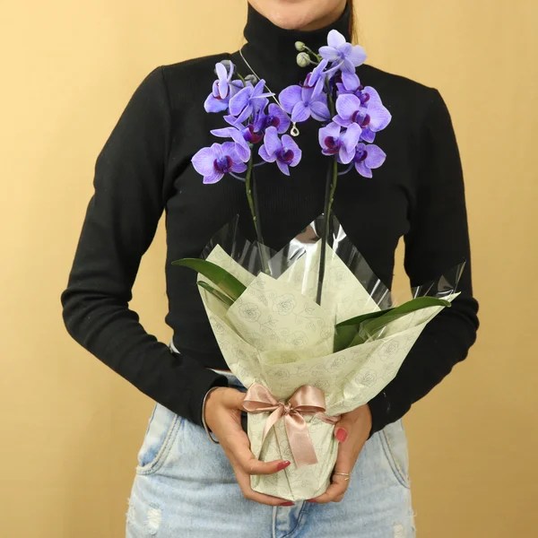 Dia das Mães: veja qual é a flor perfeita para cada tipo de mãe! Orquídea