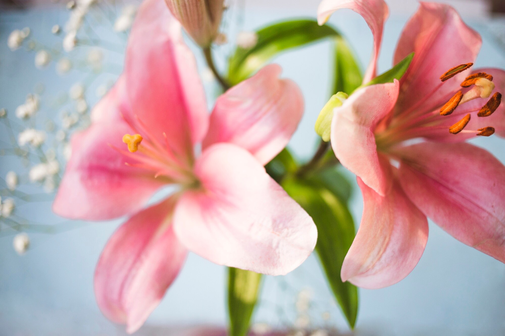 Dia das Mães: veja qual é a flor perfeita para cada tipo de mãe! Lírio