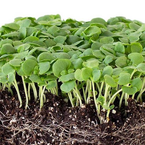 horta-pequena-veja-o-que-voce-pode-plantar-com-pouco-espaco-01 Horta pequena? Veja o que você pode plantar com pouco espaço. Na foto, manjericão