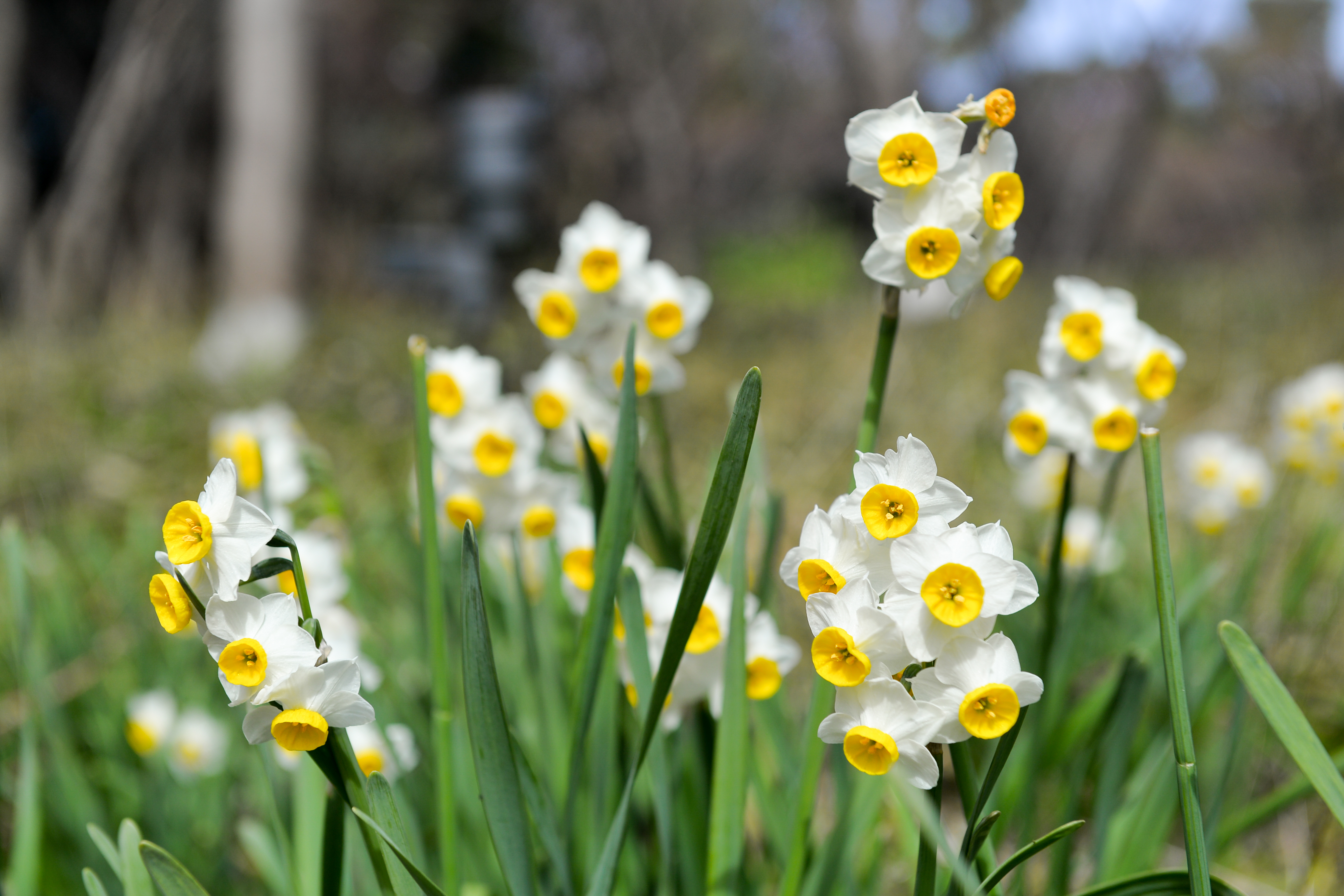 Narcisos: como plantar a flor que estampou o tapete azul do MET Gala!