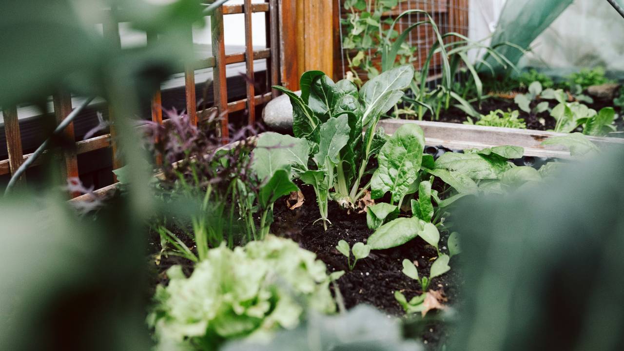 Horta pequena? Veja o que você pode plantar com pouco espaço