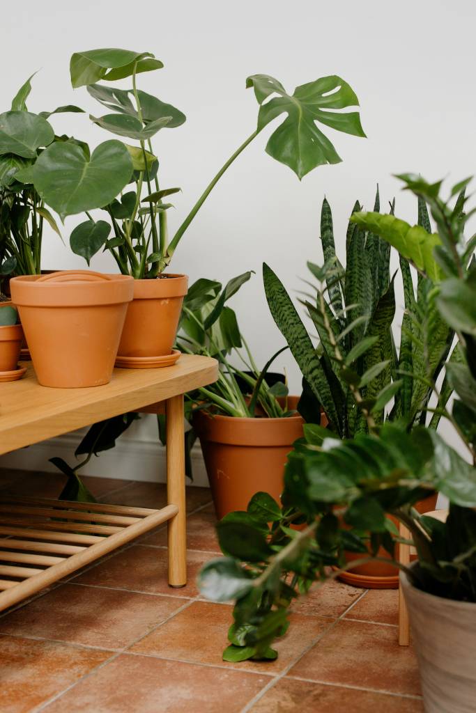 biofilia-e-neuroarquitetura-como-projetar-em-sintonia-com-natureza-e-bem-estar-plantas-01 Biofilia e neuroarquitetura: como projetar em sintonia com natureza e bem-estar.