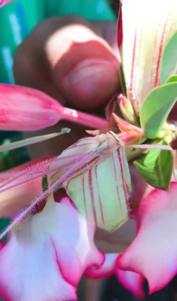 Como polinizar rosa do deserto e ter flores de cores diferentes