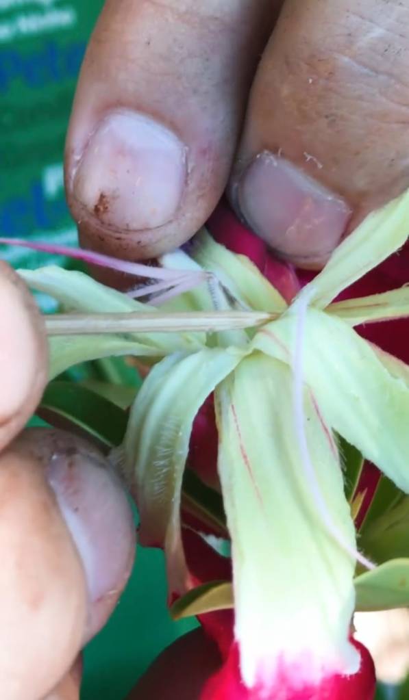 Como polinizar rosa do deserto e ter flores de cores diferentes