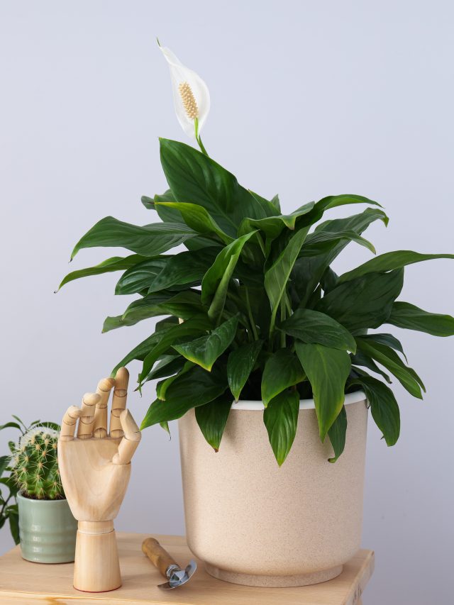 Capa de: Plantas podem... te fazer mal?