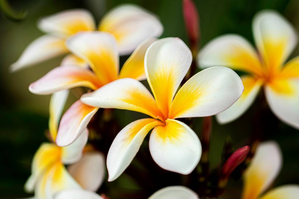 dia-dos-namorados-veja-quais-sao-as-flores-tendencia-no-mundo-gina-ball-unsplash Dia dos Namorados: veja quais são as flores tendência no mundo