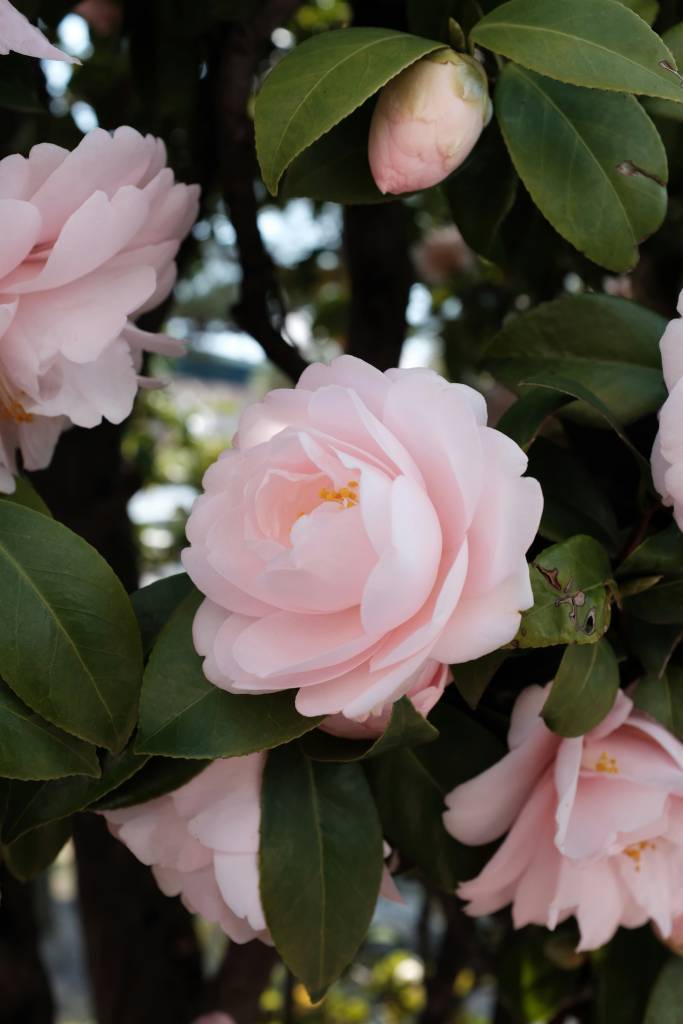 dia-dos-namorados-veja-quais-sao-as-flores-tendencia-no-mundo-mak-unsplash Dia dos Namorados: veja quais são as flores tendência no mundo