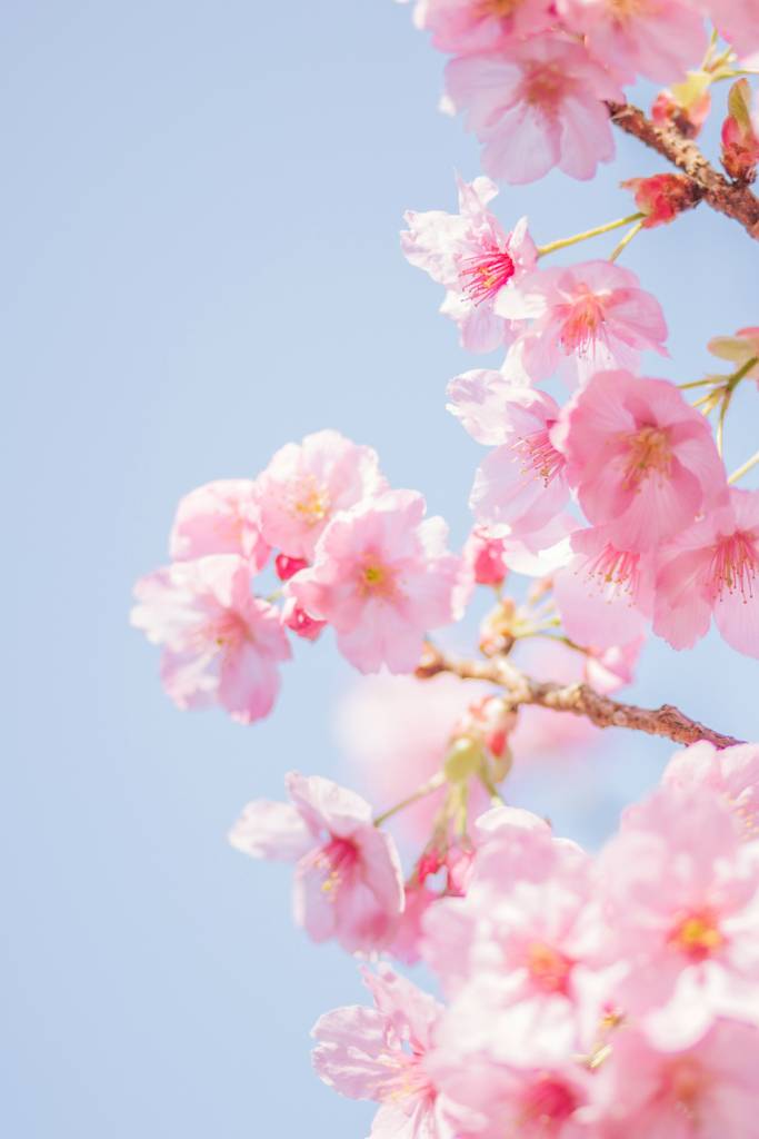 dia-dos-namorados-veja-quais-sao-as-flores-tendencia-no-mundo-tomoko-uji-unsplash Dia dos Namorados: veja quais são as flores tendência no mundo