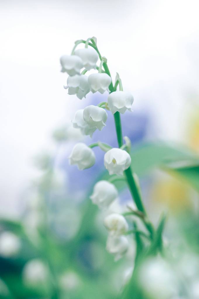 dia-dos-namorados-veja-quais-sao-as-flores-tendencia-no-mundo-yoksel-zok-9-unsplash Dia dos Namorados: veja quais são as flores tendência no mundo