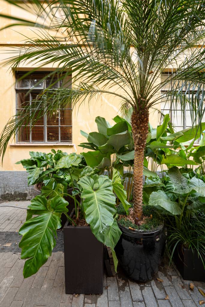 jardim-sem-flores-da-casacor-sp-aposta-em-especies-com-folhagens-marcantes-cate-poli-joao-jadao-11 Jardim sem flores da CASACOR SP aposta em espécies com folhagens marcantes. Projeto de Catê Poli e João Jadão.