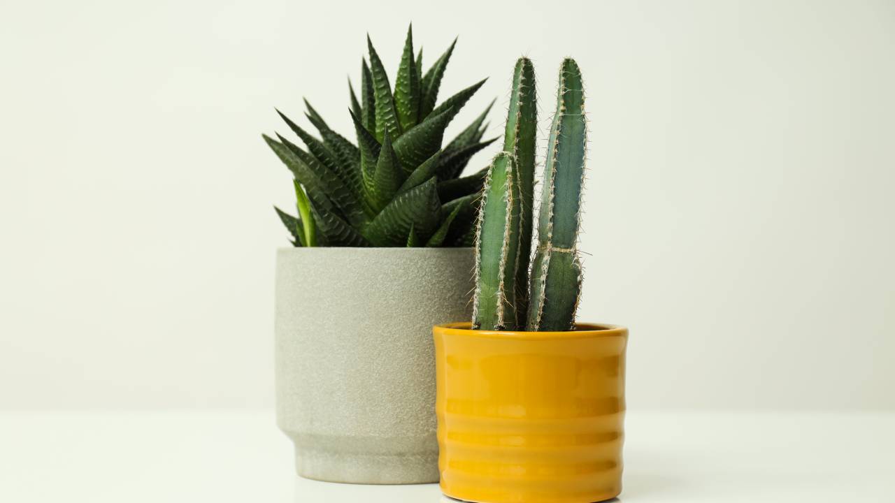 7 plantas que você pode regar com um cubo de gelo!