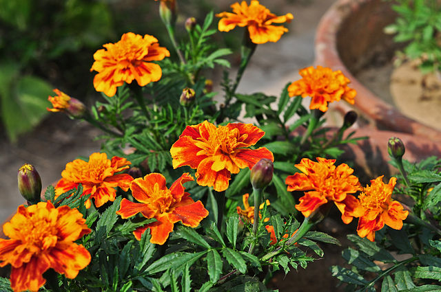 8-flores-lindas-para-plantar-no-inverno-01 8 flores lindas para plantar no inverno