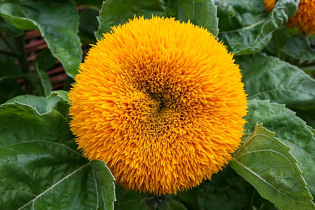 8-flores-lindas-para-plantar-no-inverno-08.jpg 8 flores lindas para plantar no inverno