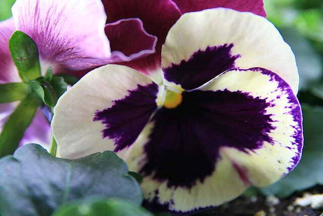 8-flores-lindas-para-plantar-no-inverno-11 8 flores lindas para plantar no inverno