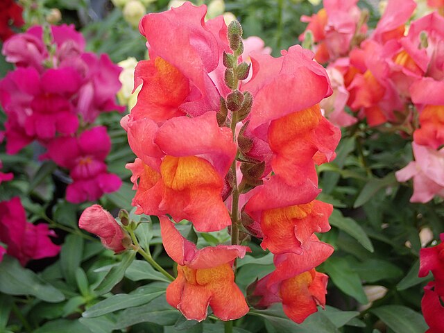 OLYMPUS DIGITAL CAMERA 8 flores lindas para plantar no inverno