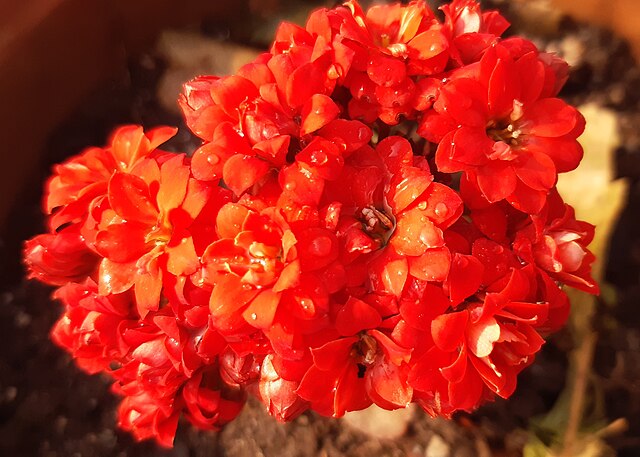 flor-do-papai-voce-sabe-qual-e-essa-flor-especial-de-dia-dos-pais-kalanchoe-01 Flor-do-papai: você sabe qual é essa flor especial de Dia dos Pais?