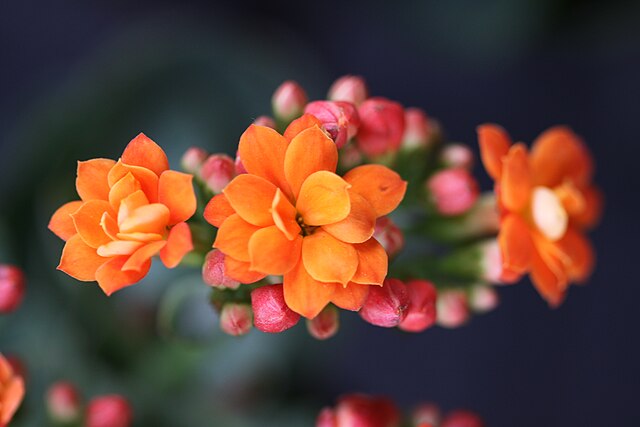 Flor-do-papai: você sabe qual é essa flor especial de Dia dos Pais?