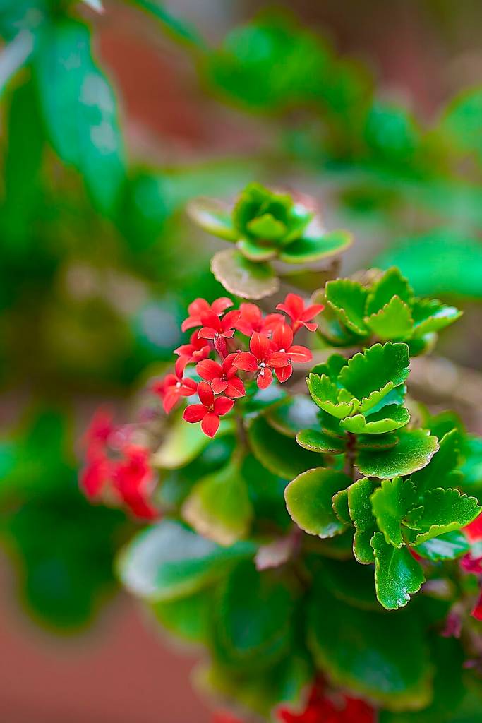 flor-do-papai-voce-sabe-qual-e-essa-flor-especial-de-dia-dos-pais-kalanchoe-04 Flor-do-papai: você sabe qual é essa flor especial de Dia dos Pais?